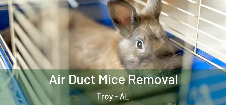 Air Duct Mice Removal Troy - AL